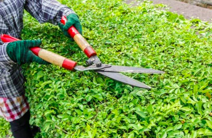 this is a picture of bush trimming in Costa Mesa, CA