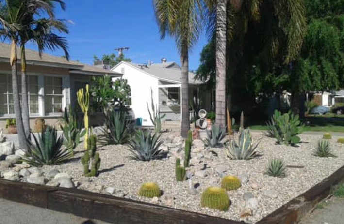 this is a picture of drought tolerant landscaping in Costa Mesa, CA