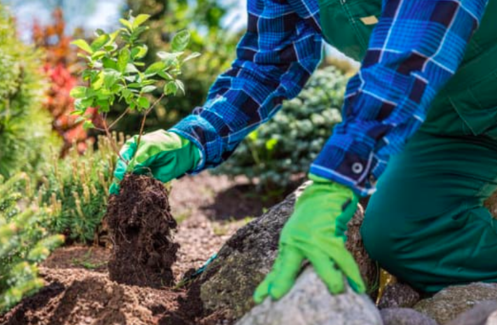 this is a picture of planting in Costa Mesa, CA