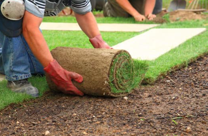 this is a picture of sod lawn in Costa Mesa, CA